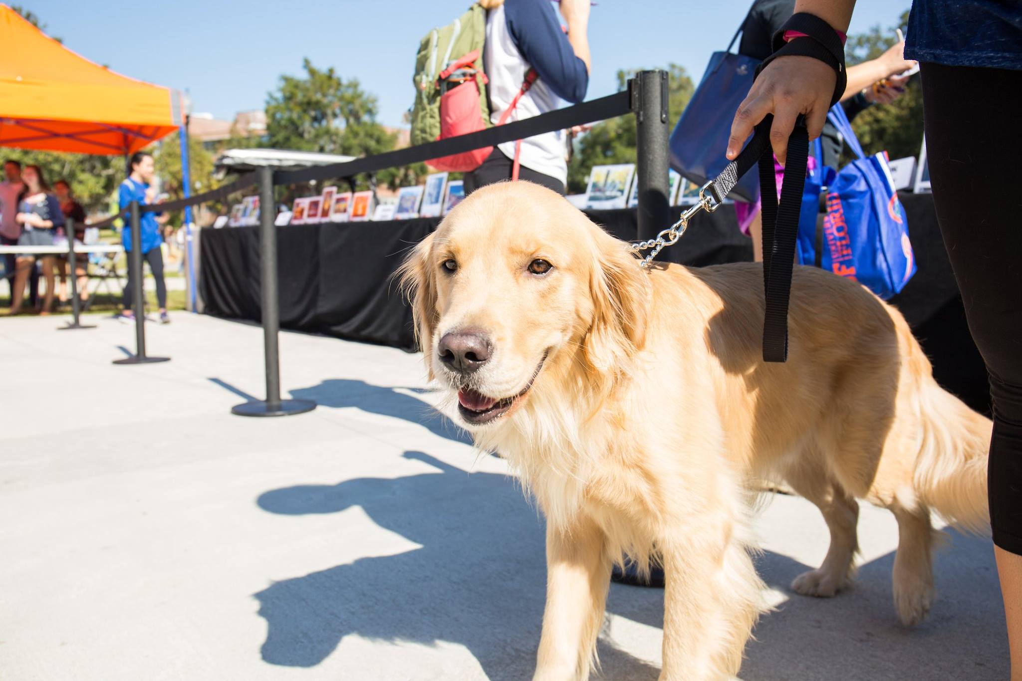 One of the winning Gallery 1853 photographs — a dog on the UF campus